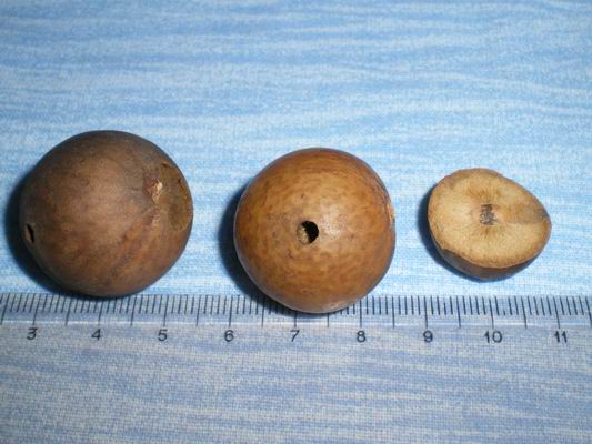Cynips quercusfolii ...